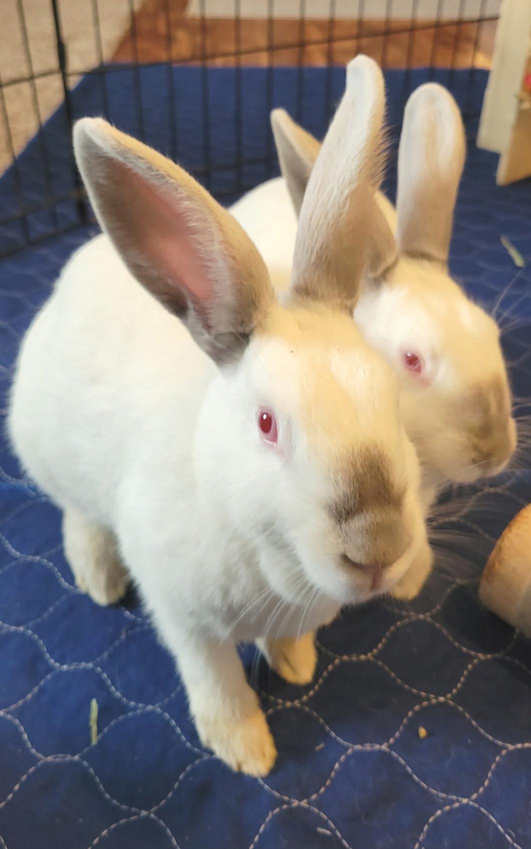Enlarge Sage & Sebastian, a ADOPTABLE Californian in Oshkosh, WI image 3/6
