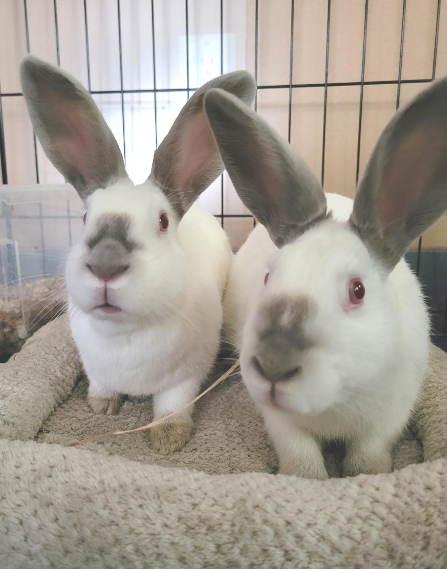 Sage & Sebastian, ADOPTABLE, Baby Male Californian.
