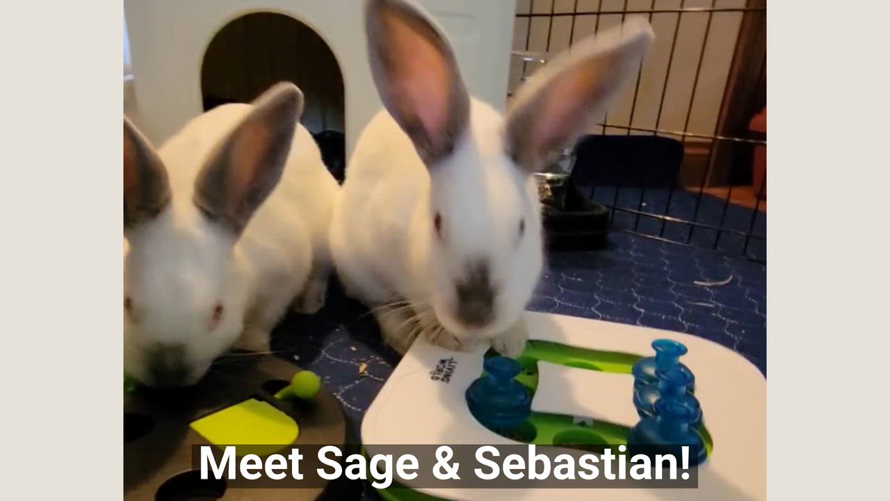 Enlarge Sage & Sebastian, a ADOPTABLE Californian in Oshkosh, WI video 6/6