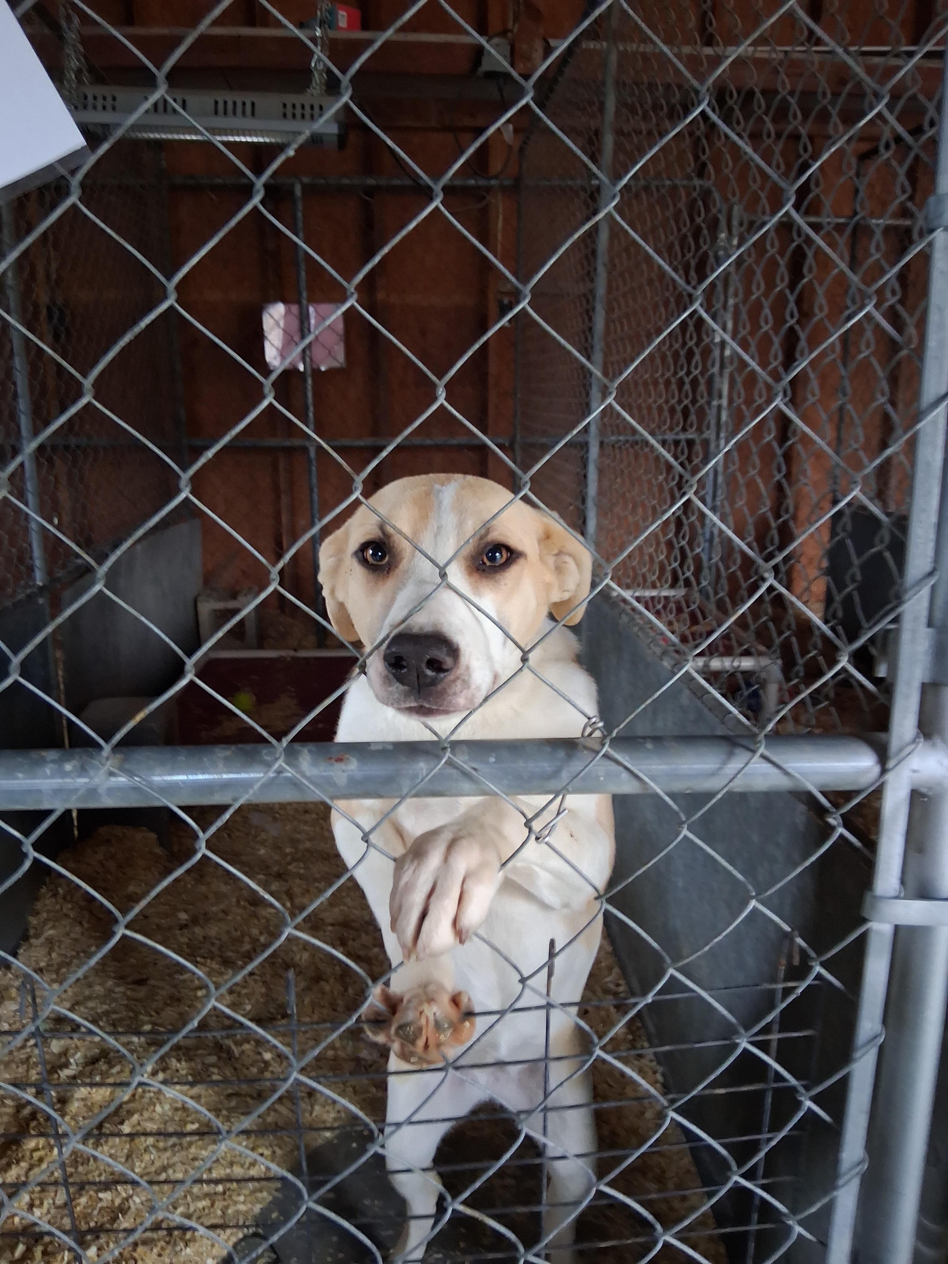 Pixel, Adoptable, Young Female Great Pyrenees & Labrador Retriever.