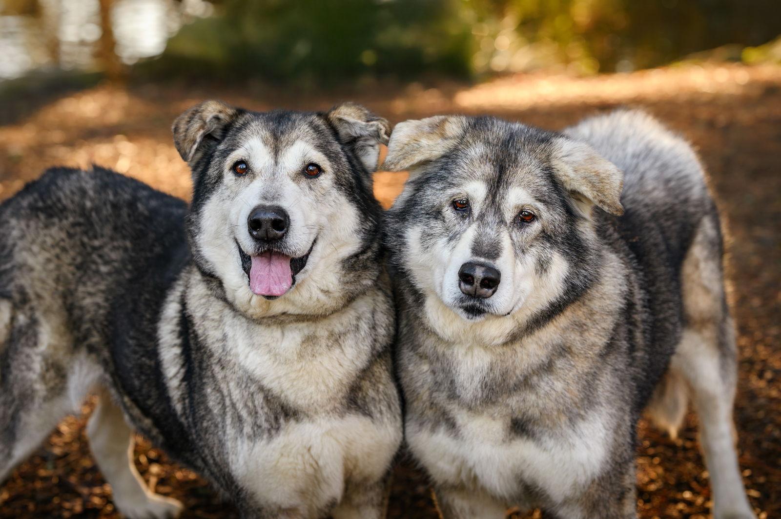 DAKOTA, Adoptable, Adult Female Alaskan Malamute & Irish Wolfhound.