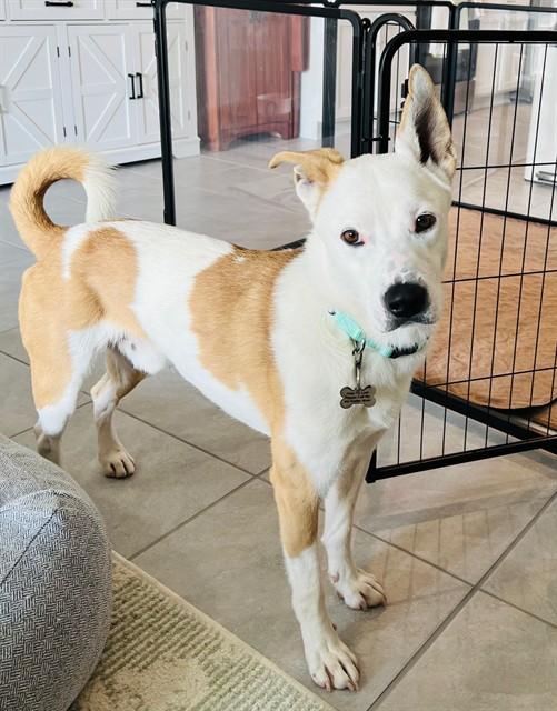 MORRIS, Adoptable, Adult Male Australian Cattle Dog / Blue Heeler & Mixed Breed.