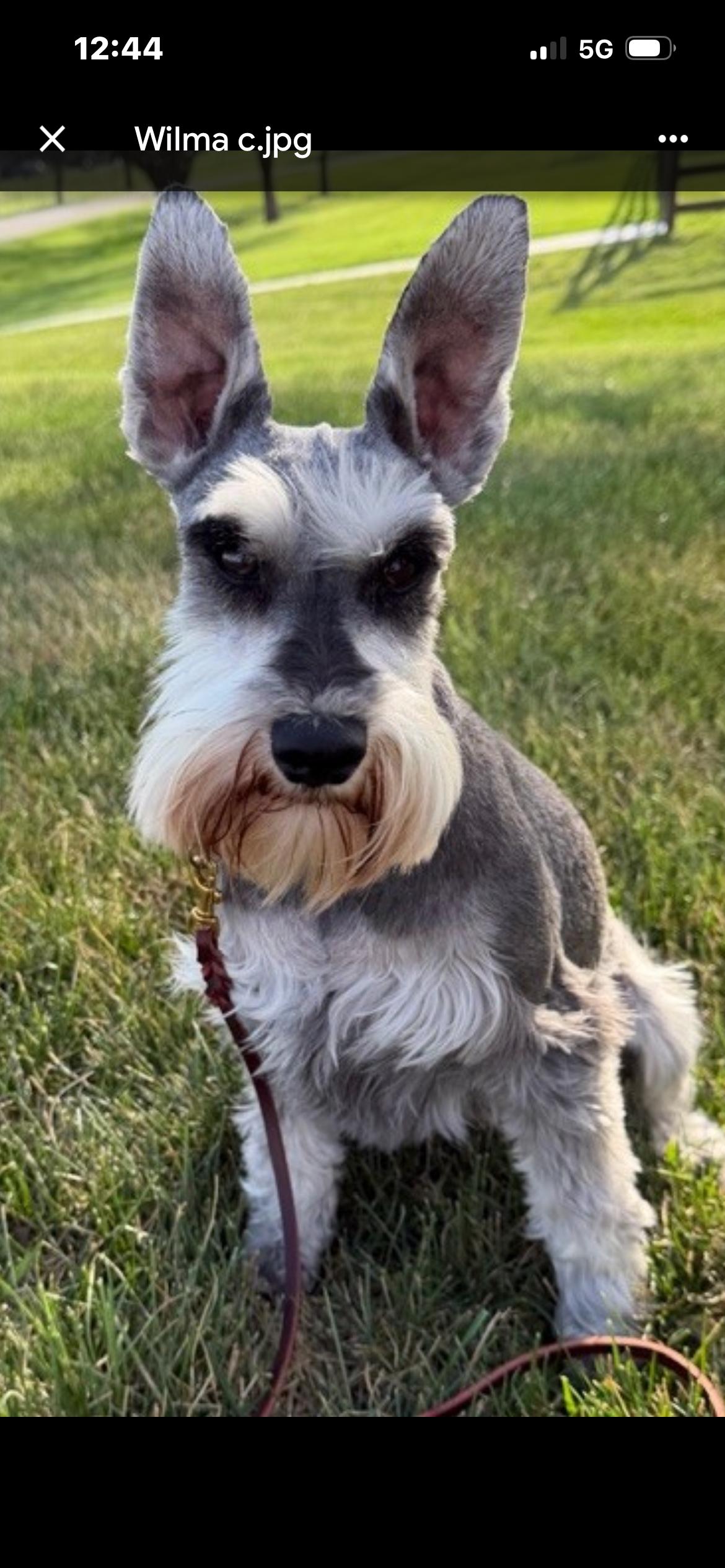 Enlarge Wilma , a ADOPTABLE Miniature Schnauzer in Saint Louis, MO image 1/2