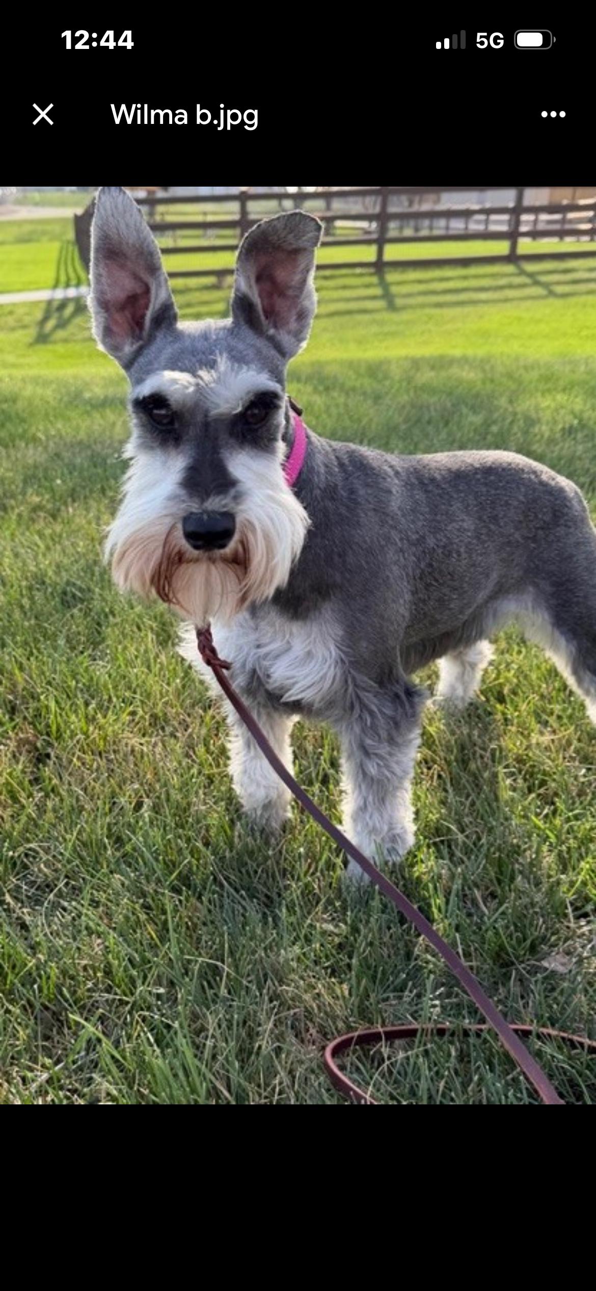 Enlarge Wilma , a ADOPTABLE Miniature Schnauzer in Saint Louis, MO image 2/2