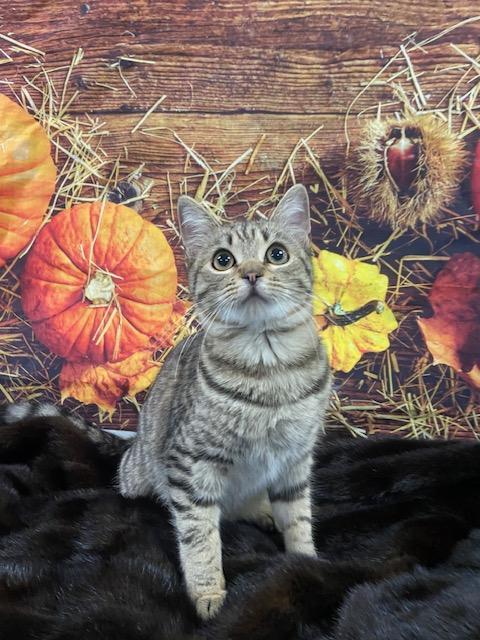 Yasmin, ADOPTABLE, Young Female Tabby.