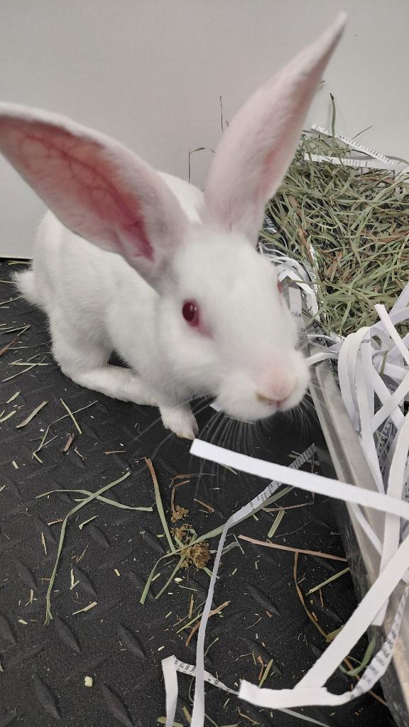 Enlarge Prue, a Adoptable New Zealand in Cincinnati, OH image 1/1