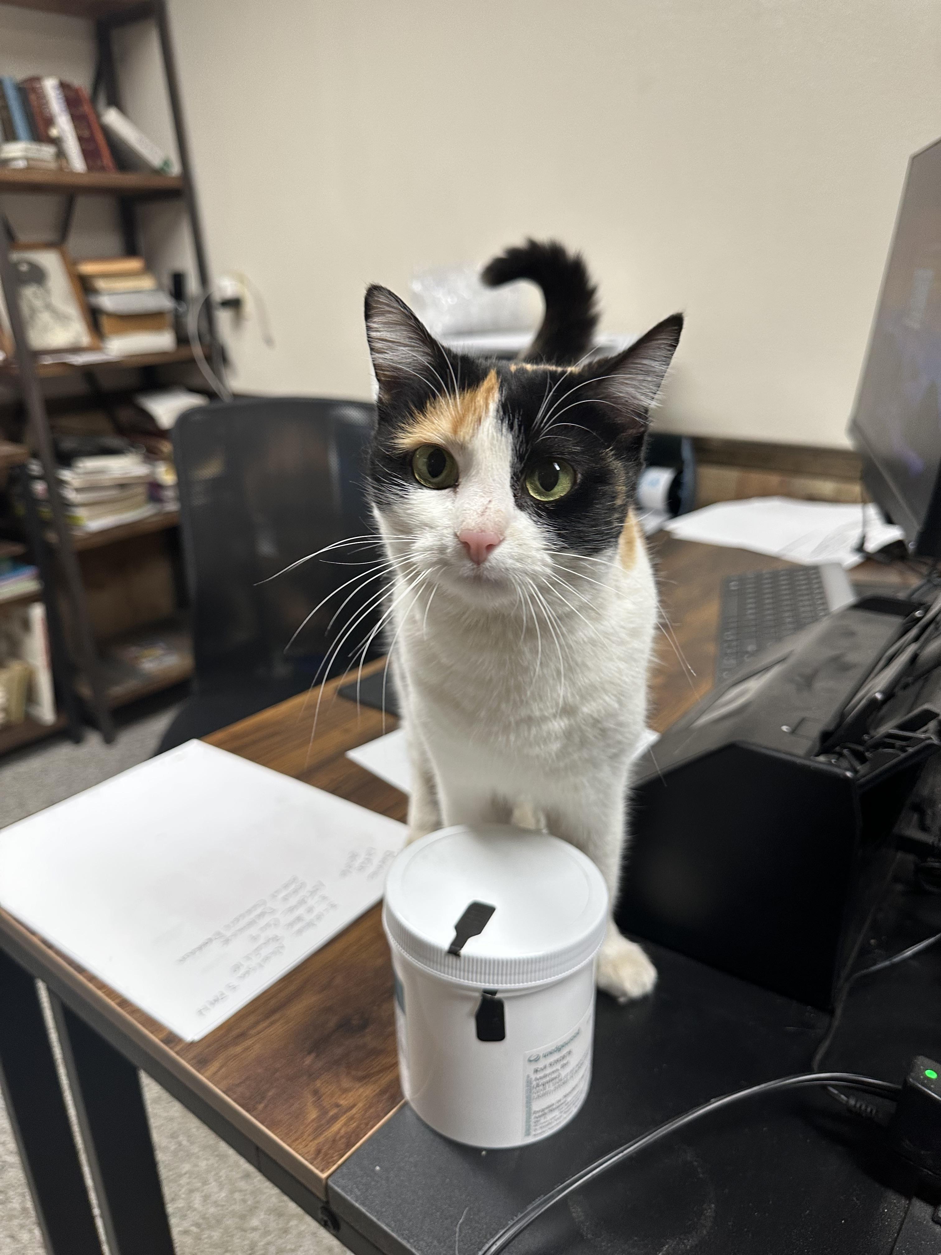 Enlarge Pickle, a Adoptable Domestic Medium Hair in Asher, OK image 1/2