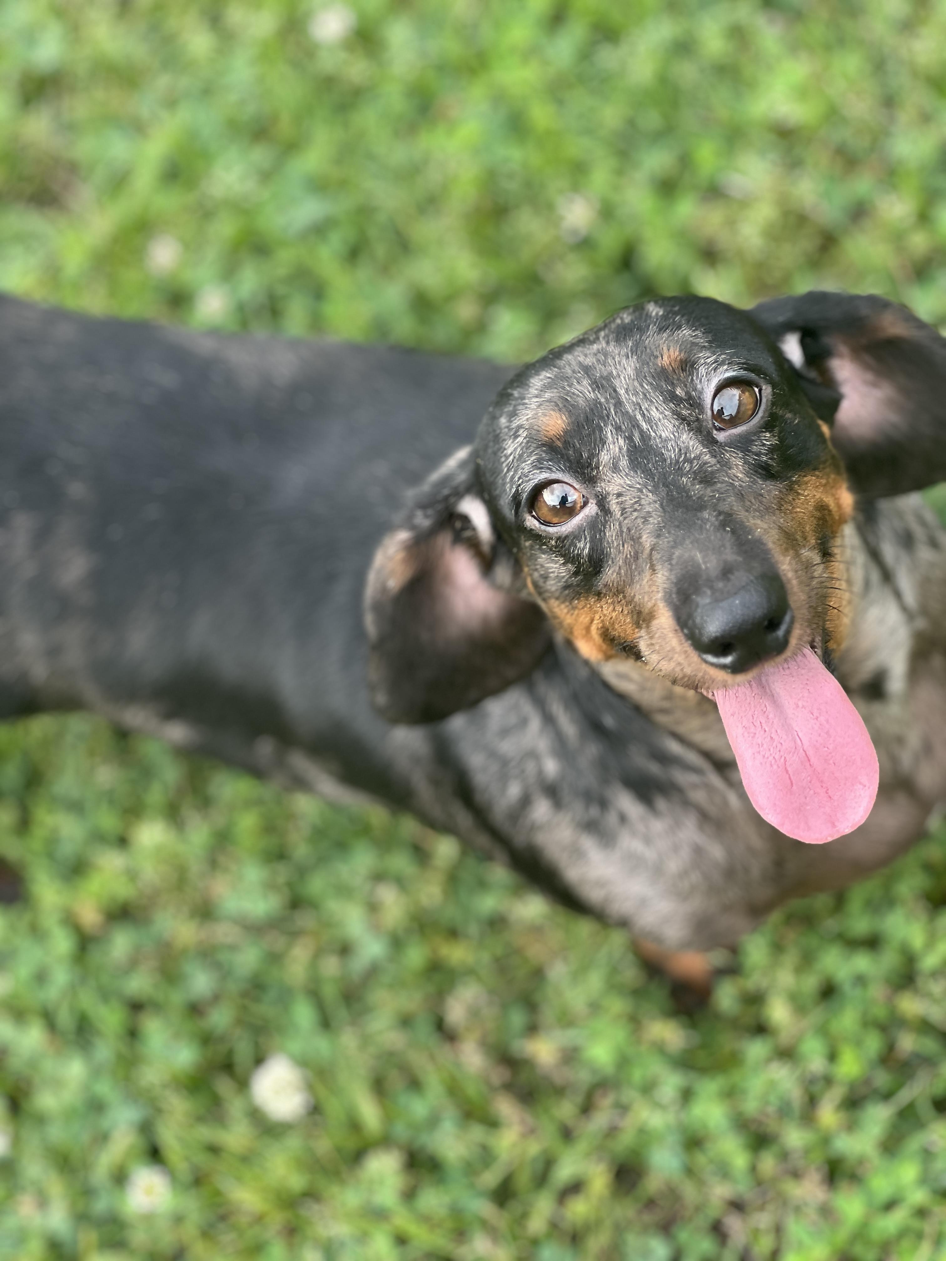 Maycie, Adoptable, Adult Female Dachshund.
