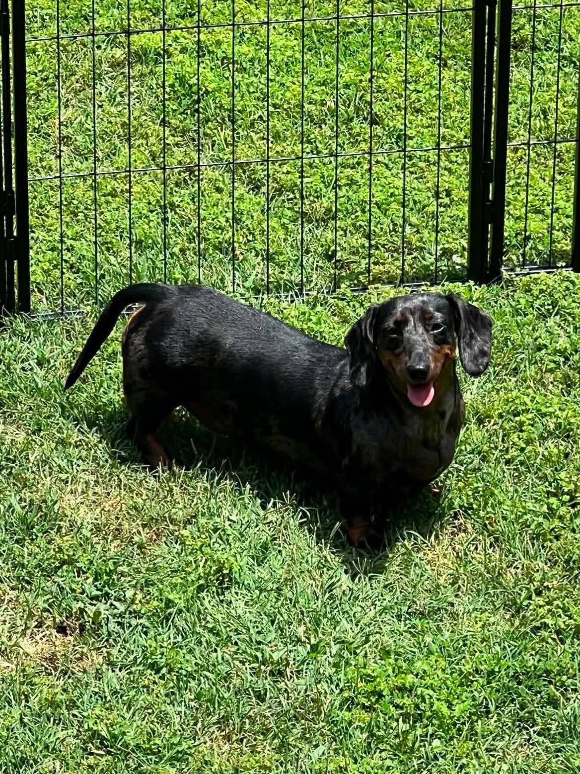 Maycie, a Adoptable Dachshund in Richmond, KY image 2/4