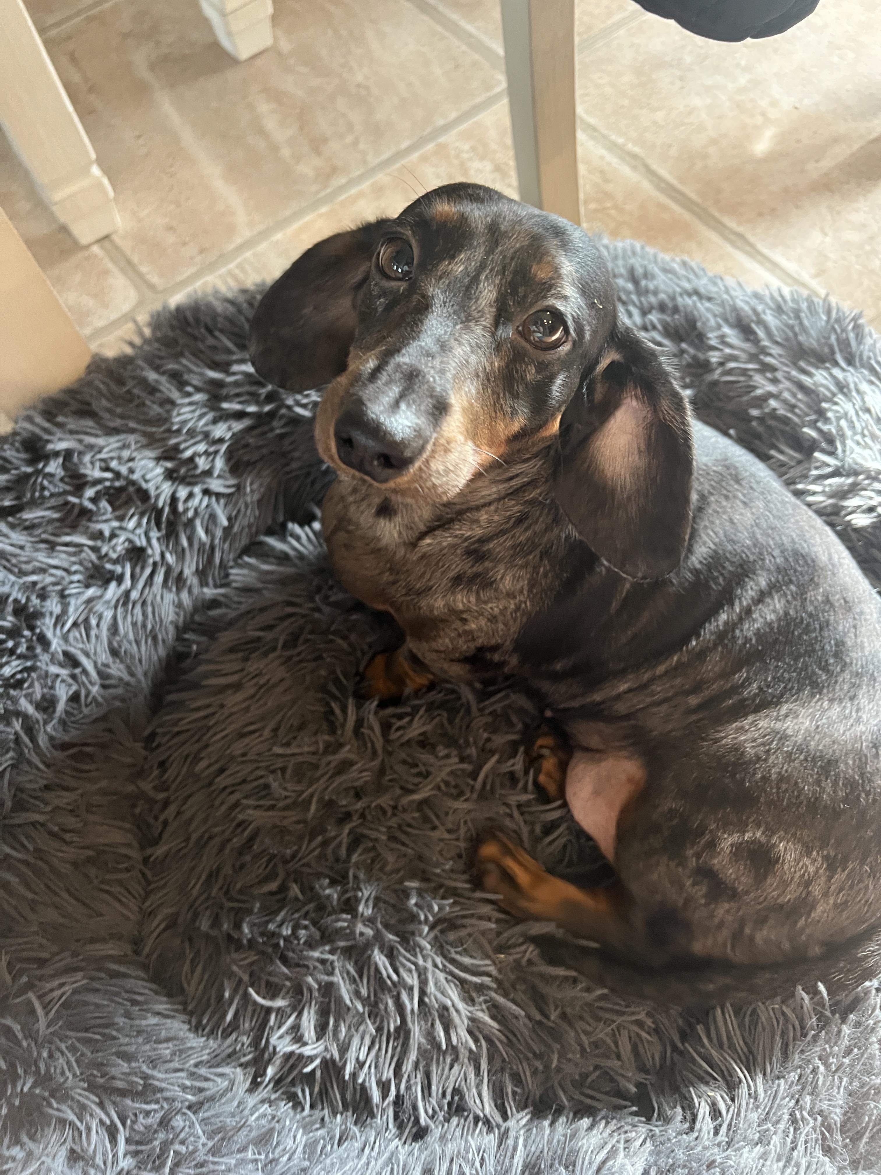 Enlarge Maycie, a Adoptable Dachshund in Richmond, KY image 2/2