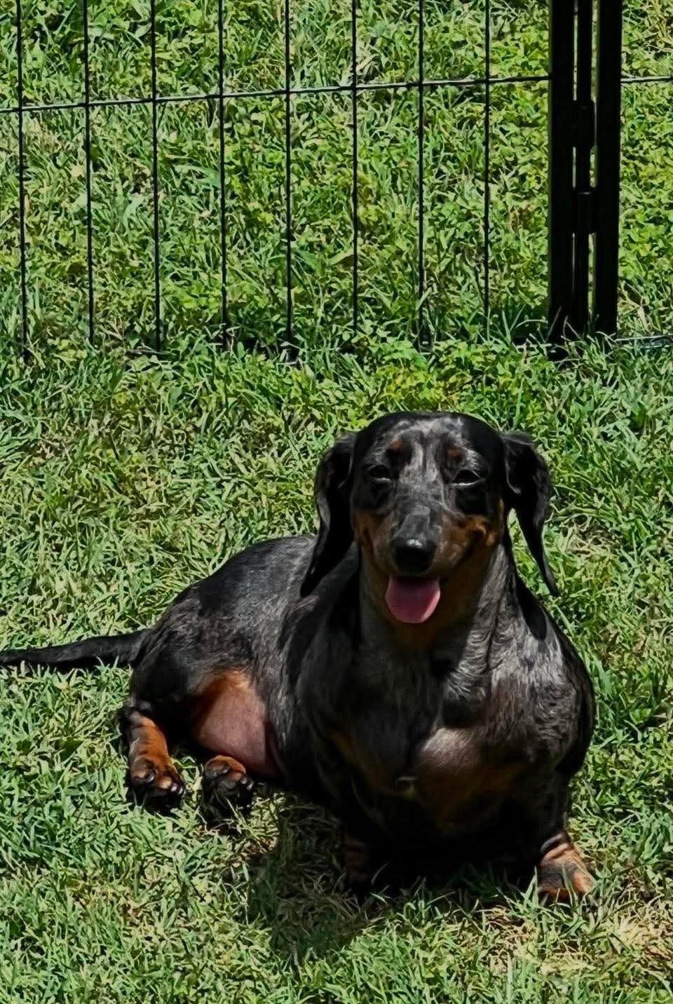Maycie, a Adoptable Dachshund in Richmond, KY image 4/4