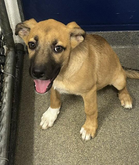Enlarge Edie - 3 Months ( Avail 8/12), a Adoptable Mountain Cur in Sterling, MA image 1/1