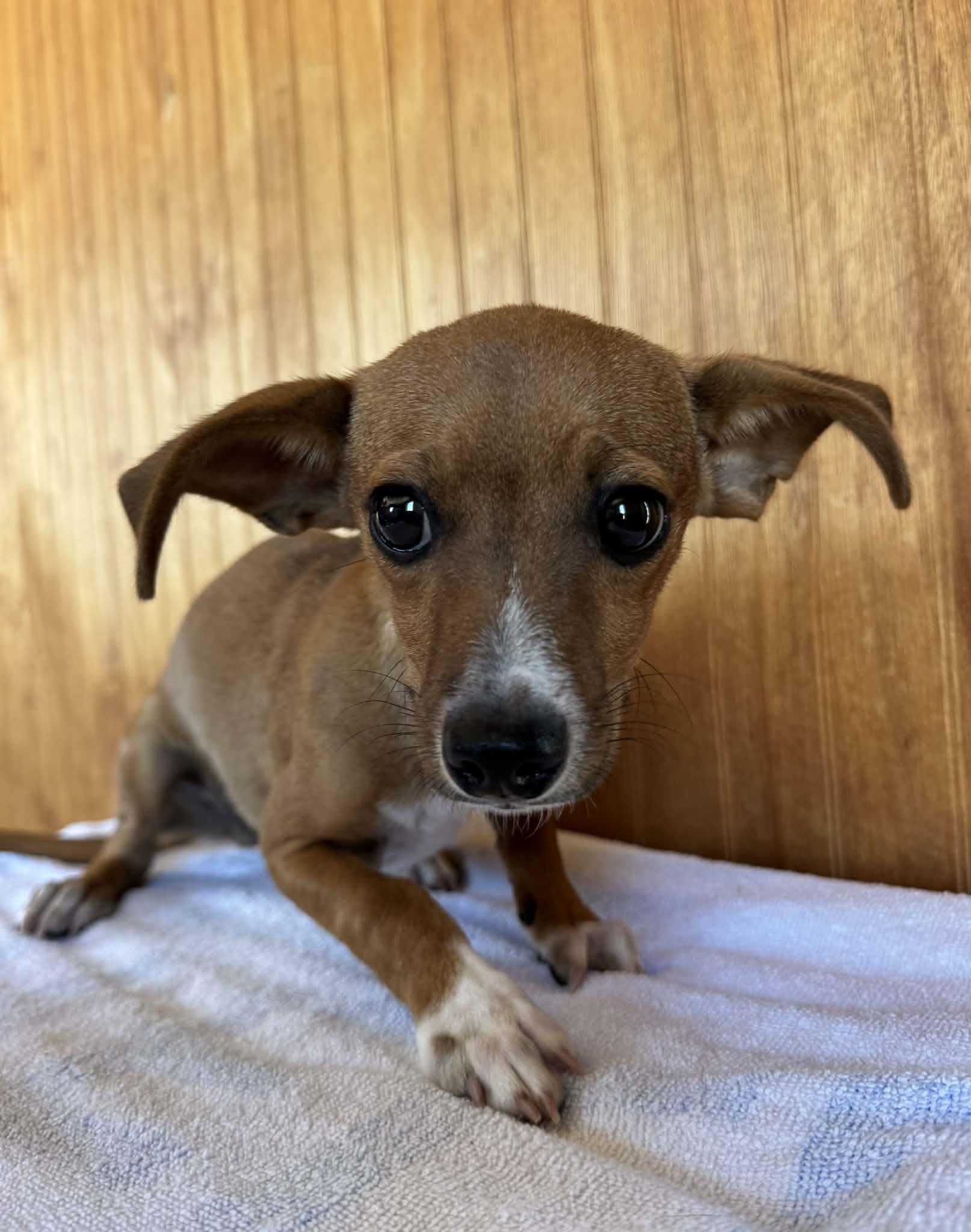 Enlarge Timothy, an adopted mixed breed in Lansing, MI image 1/6