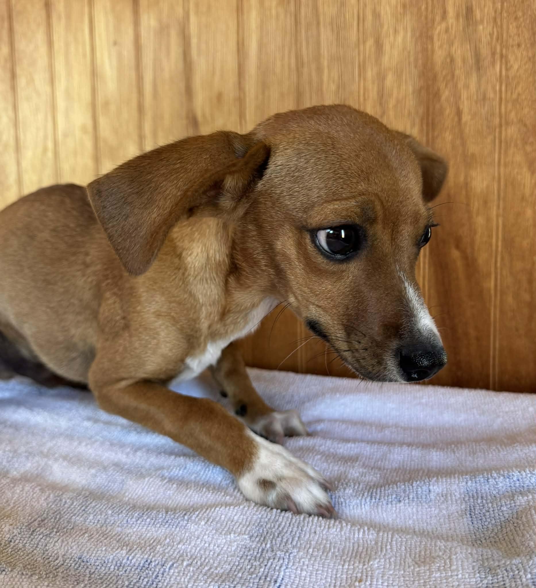 Enlarge Timothy, an adopted mixed breed in Lansing, MI image 3/6