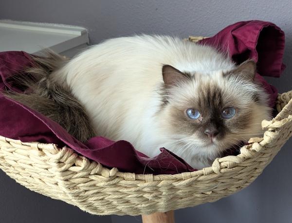 Enlarge FIONA, an adoptable Birman in Mequon, WI image 4/5