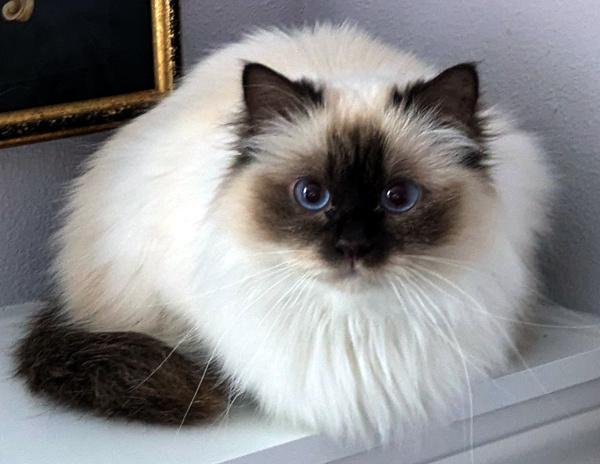 Enlarge FIONA, an adoptable Birman in Mequon, WI image 1/5