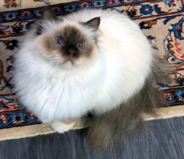 Enlarge FIONA, an adoptable Birman in Mequon, WI image 2/5
