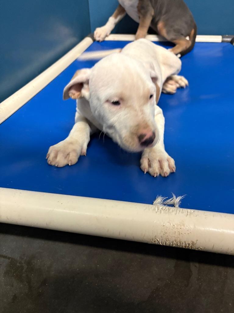 Frank, Adoptable, Young Male Pit Bull Terrier.