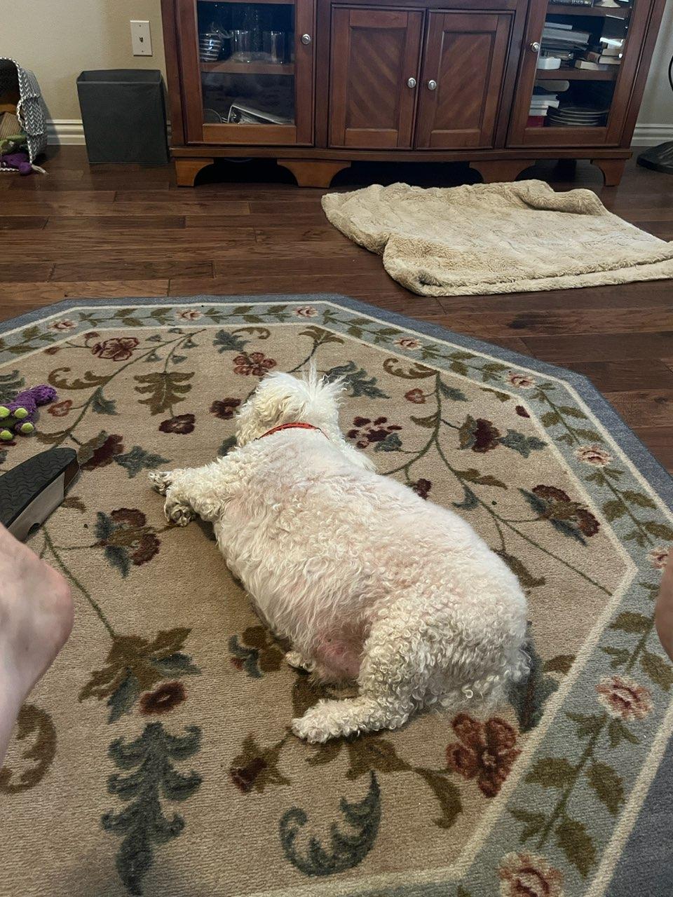 Enlarge Buster, an adopted Maltipoo in Garland, TX image 2/3
