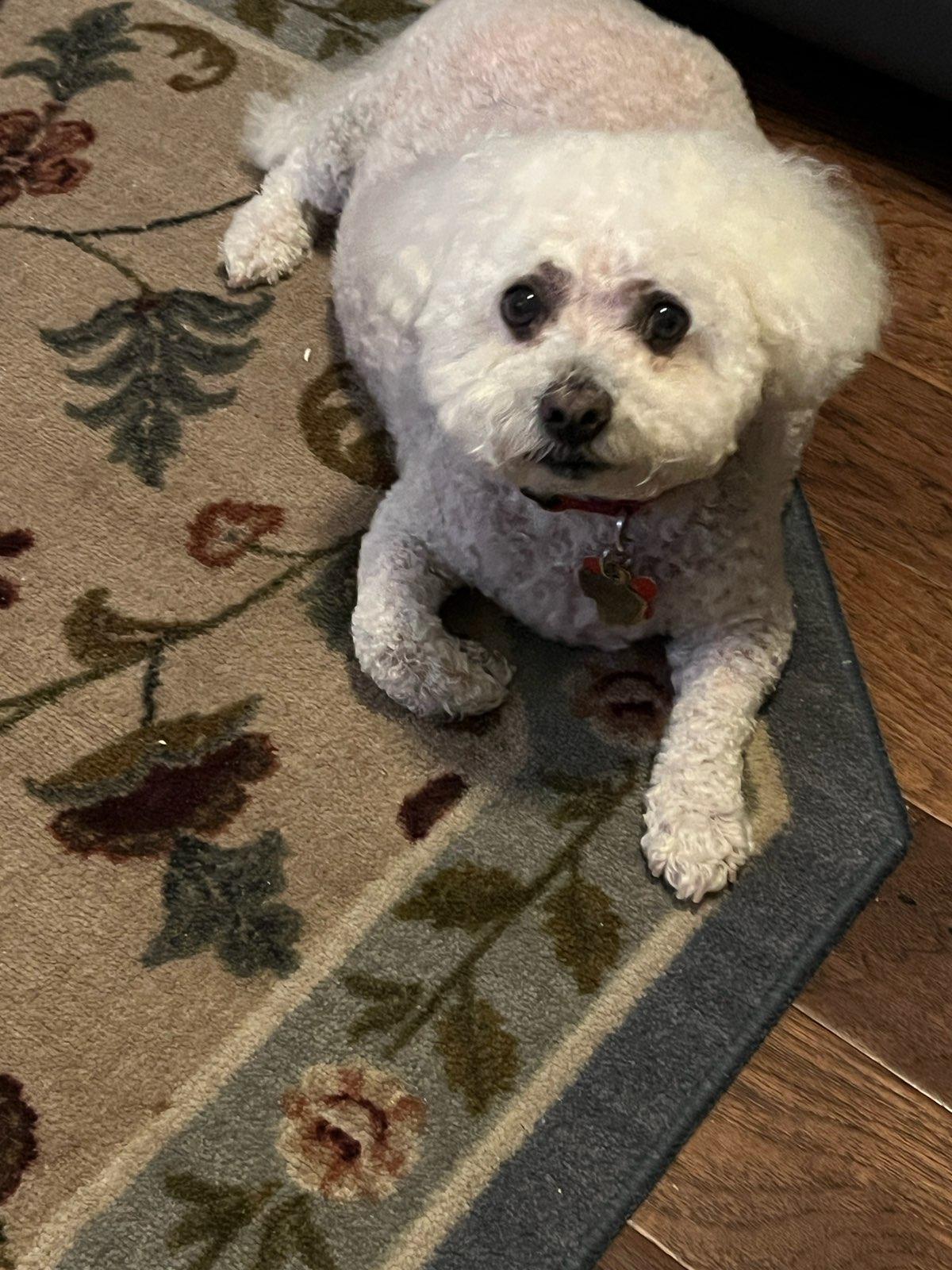 Enlarge Buster, an adopted Maltipoo in Garland, TX image 3/3