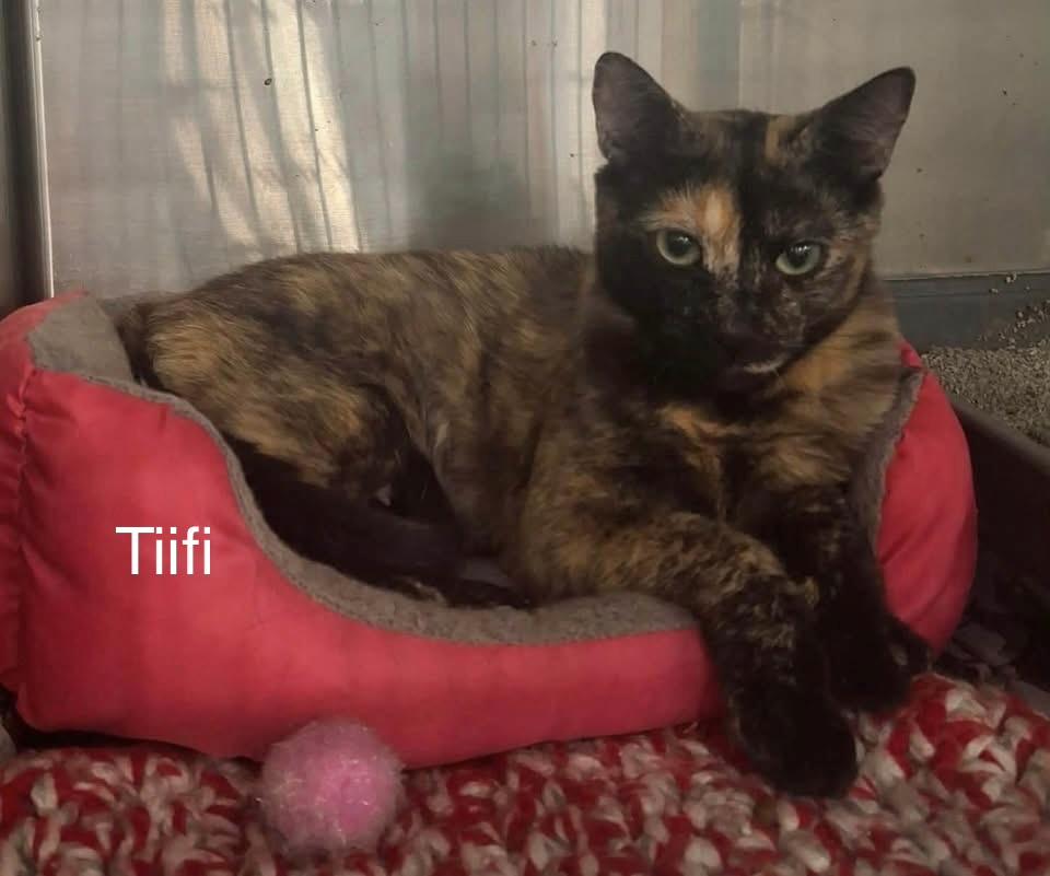 Tiifi, ADOPTABLE, Young Female Domestic Short Hair.