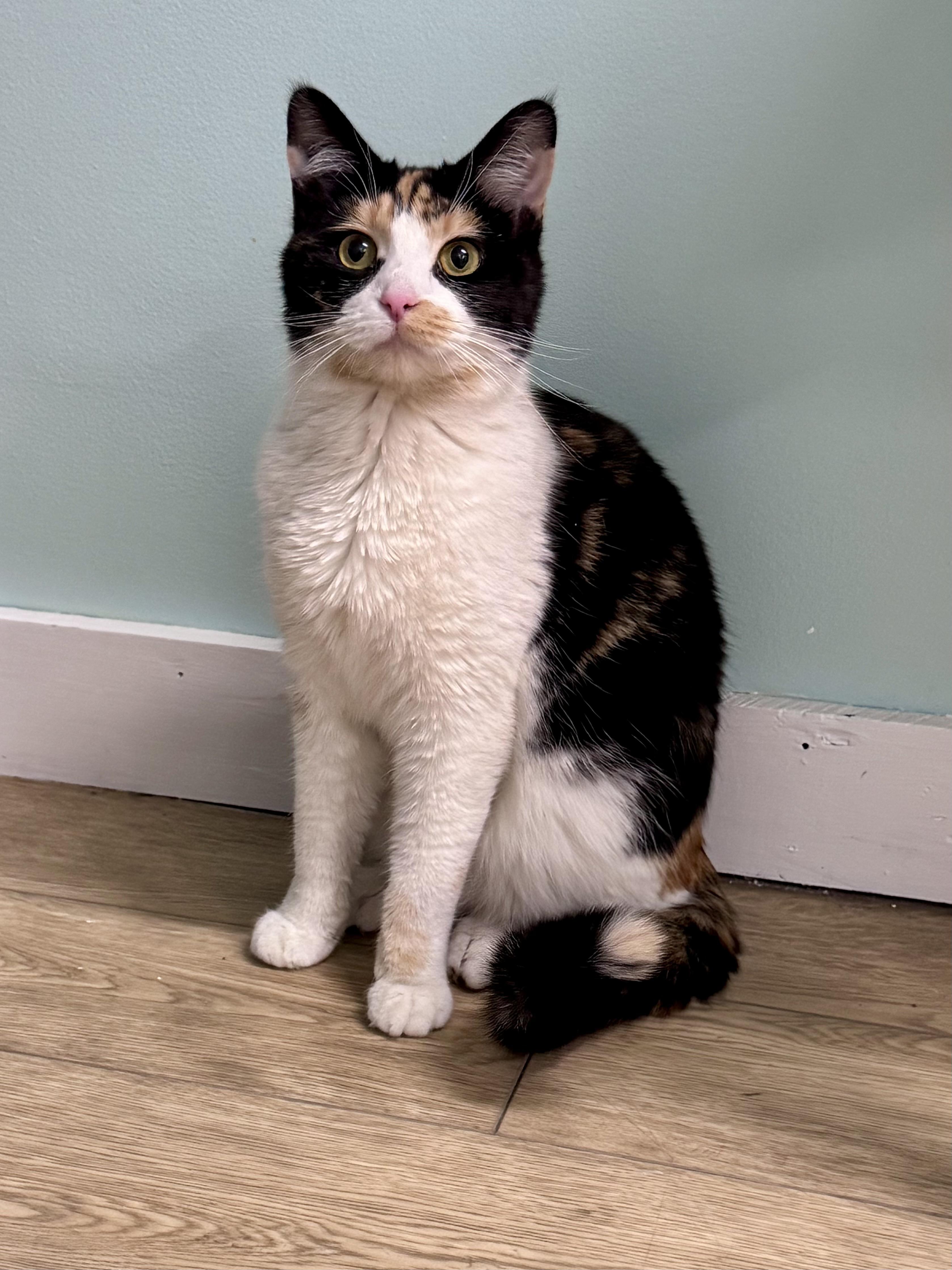 ESMERALDA, Adoptable, Young Female Tortoiseshell.