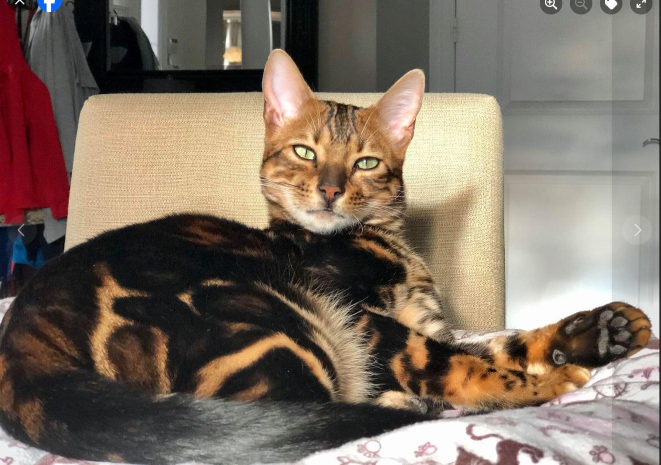 Enlarge Leo and Puma, a Adoptable Bengal in Montreal, QC image 1/3