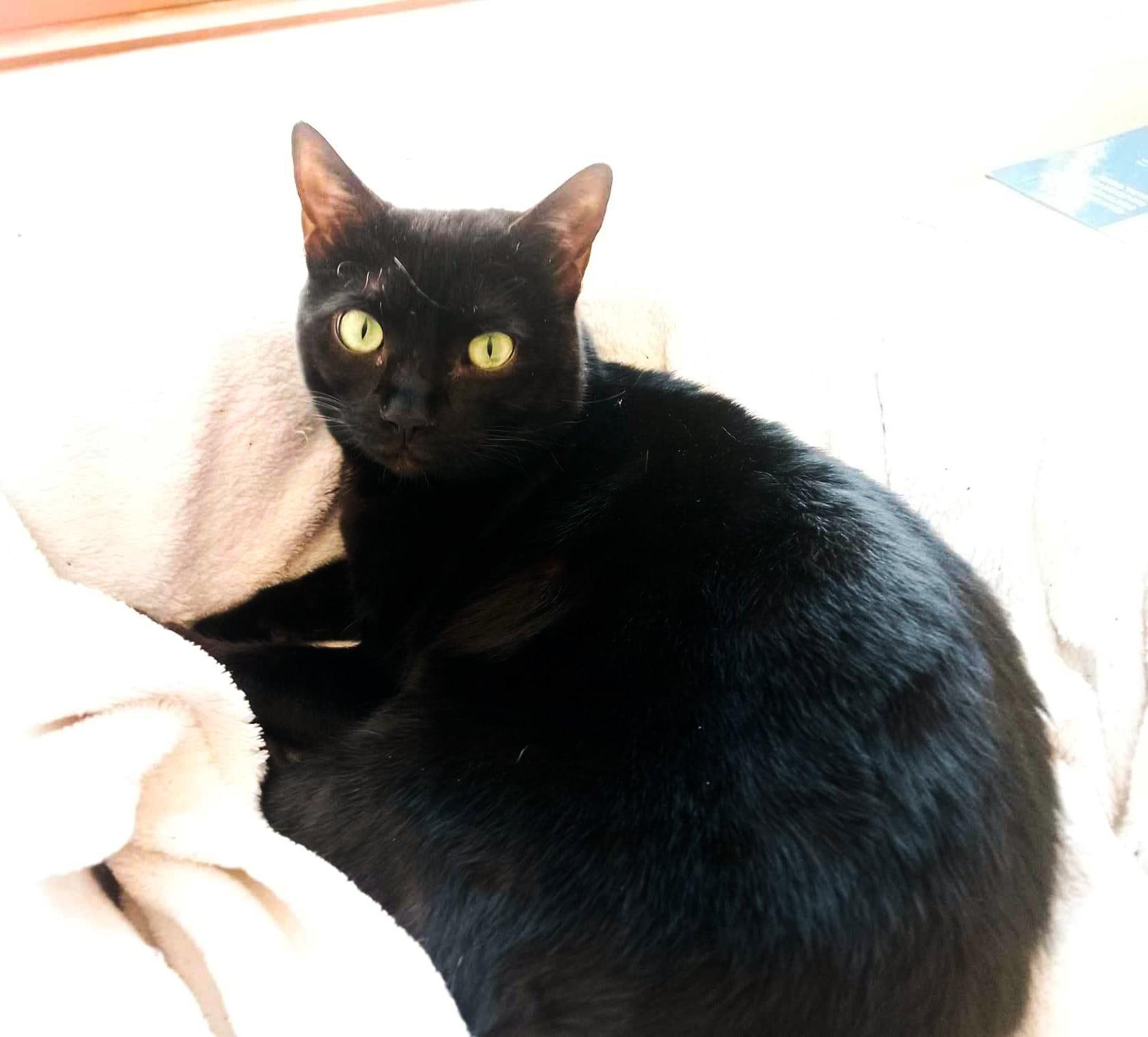 Enlarge Leo and Puma, a Adoptable Bengal in Montreal, QC image 2/3