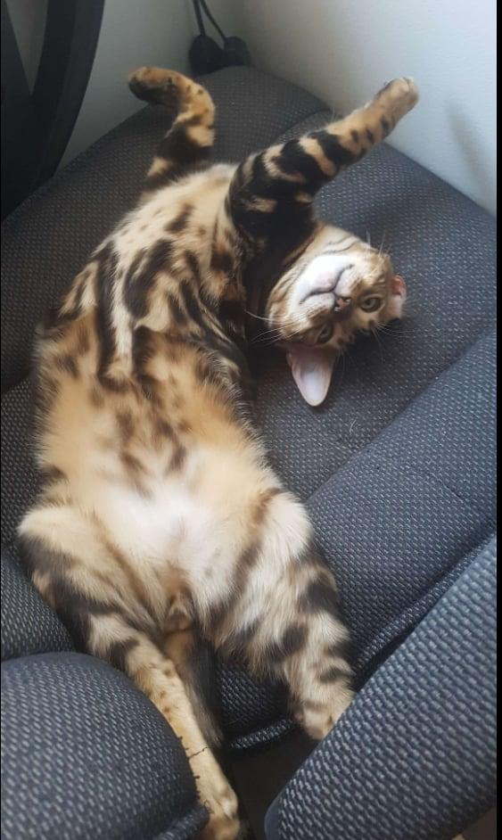 Enlarge Leo and Puma, a Adoptable Bengal in Montreal, QC image 3/3