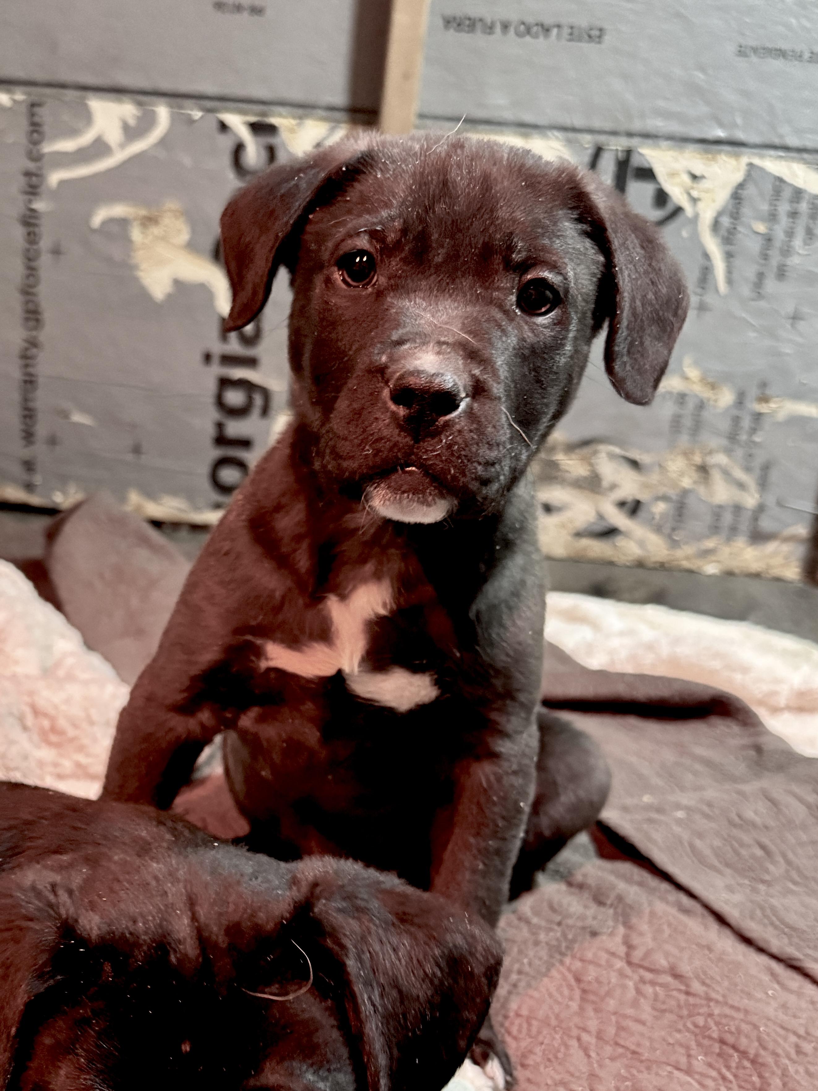 Enlarge Brent, a Adoptable mixed breed in Stormville, NY image 2/4