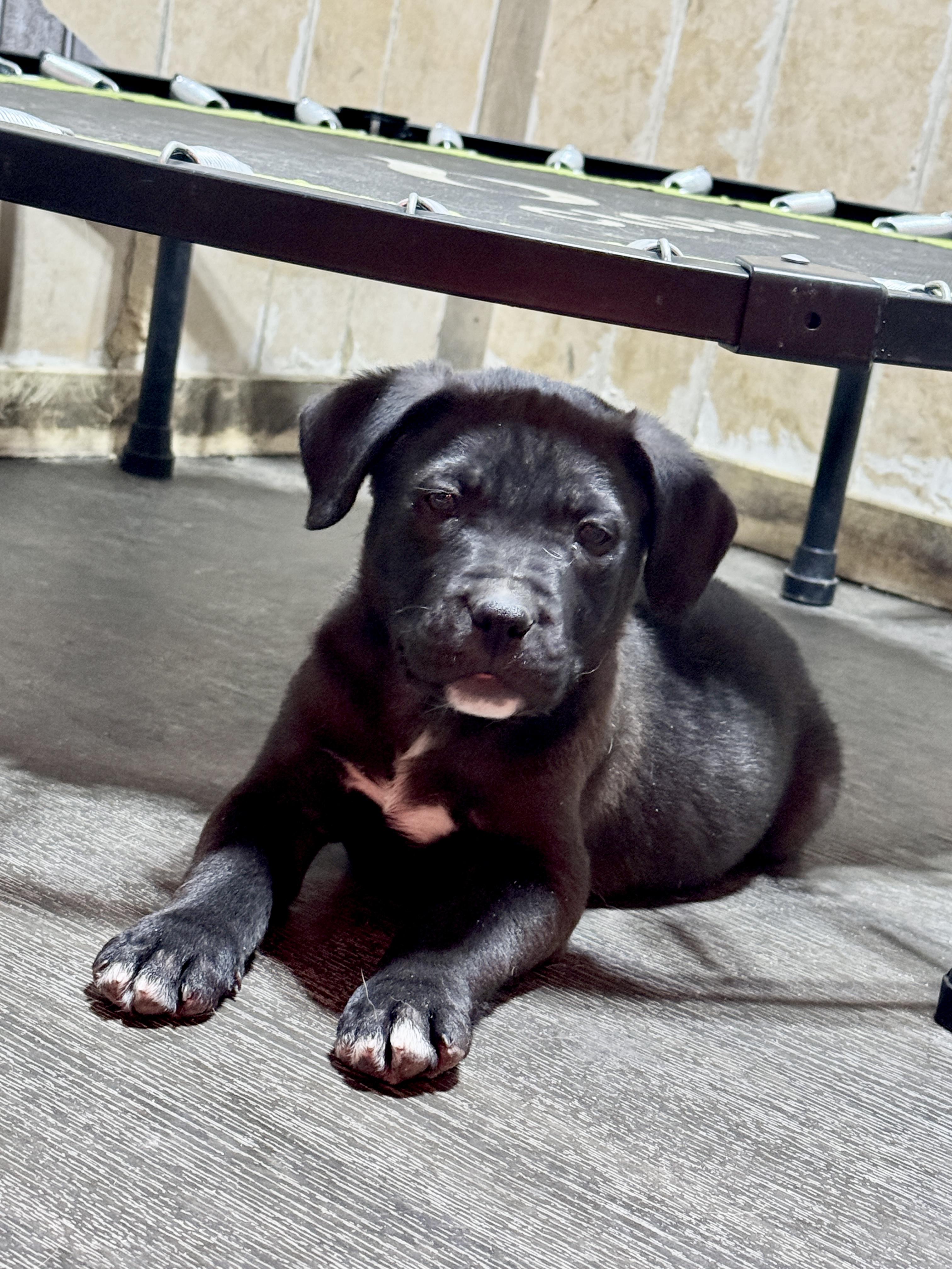 Enlarge Brent, a Adoptable mixed breed in Stormville, NY image 3/4