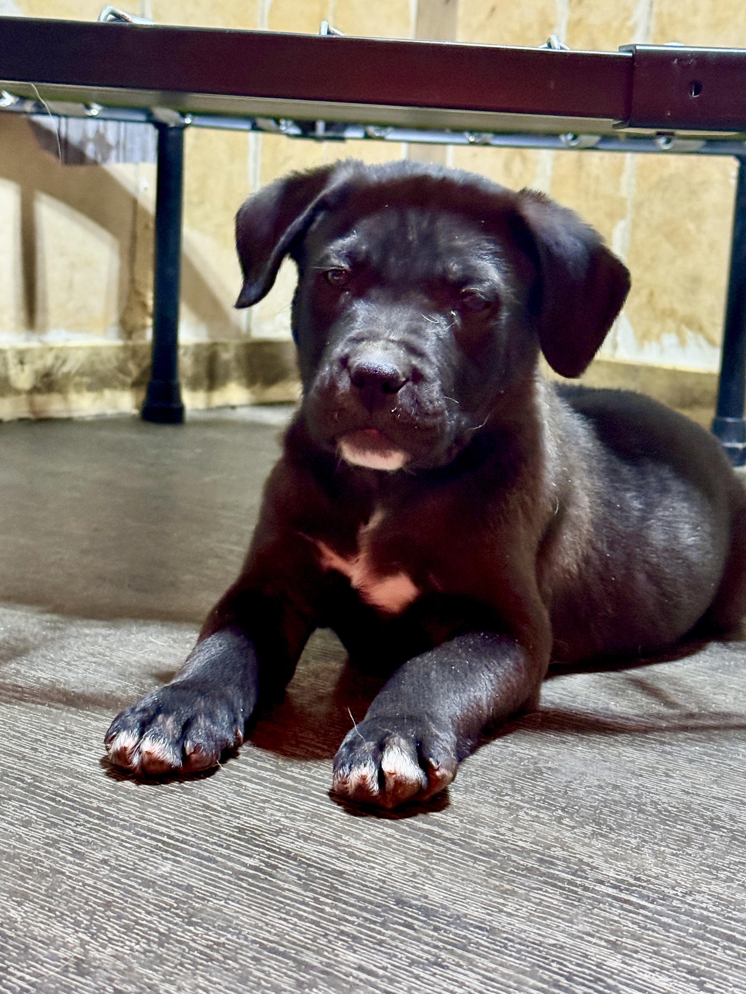 Enlarge Brent, a Adoptable mixed breed in Stormville, NY image 1/4