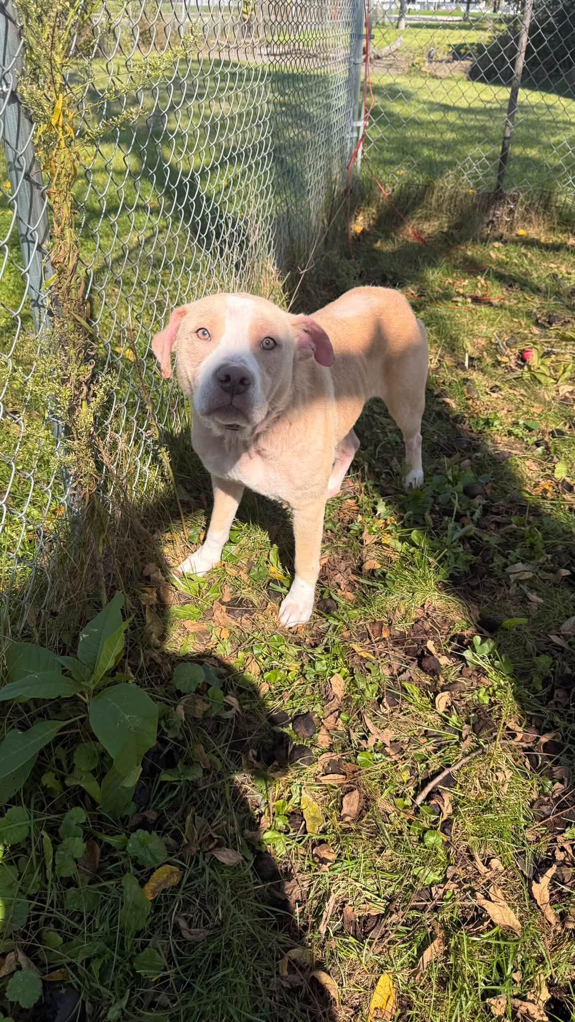 Nova, Adoptable, Adult Female Pit Bull Terrier.