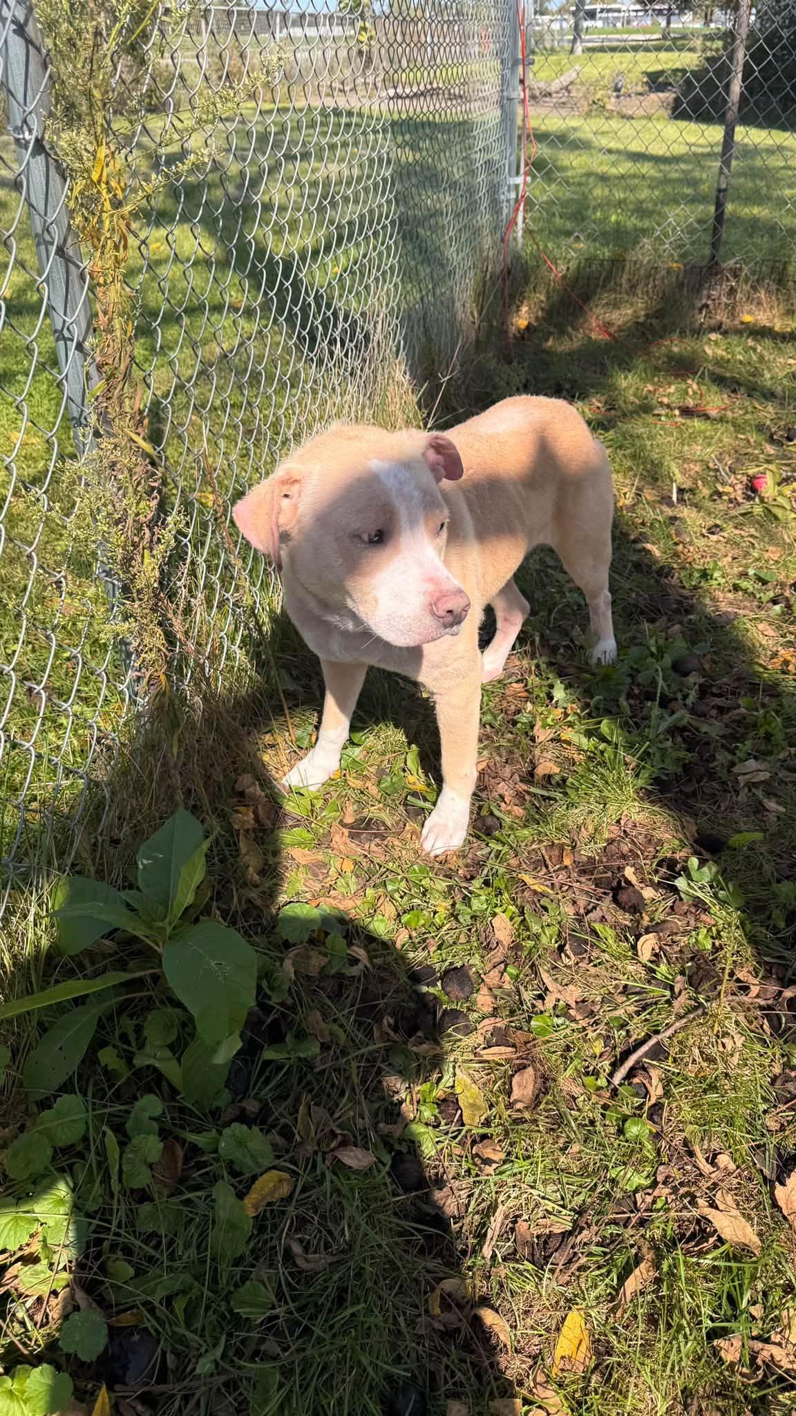 Enlarge Nova, a Adoptable Pit Bull Terrier in Fort Madison, IA image 2/4