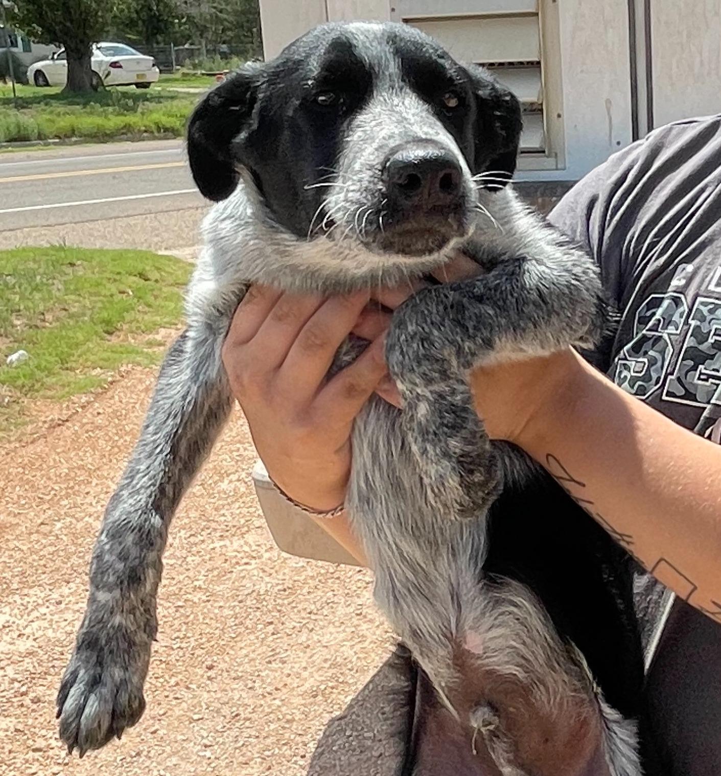 July, an adoptable Australian Cattle Dog / Blue Heeler in Portales, NM, 88130 | Photo Image 1