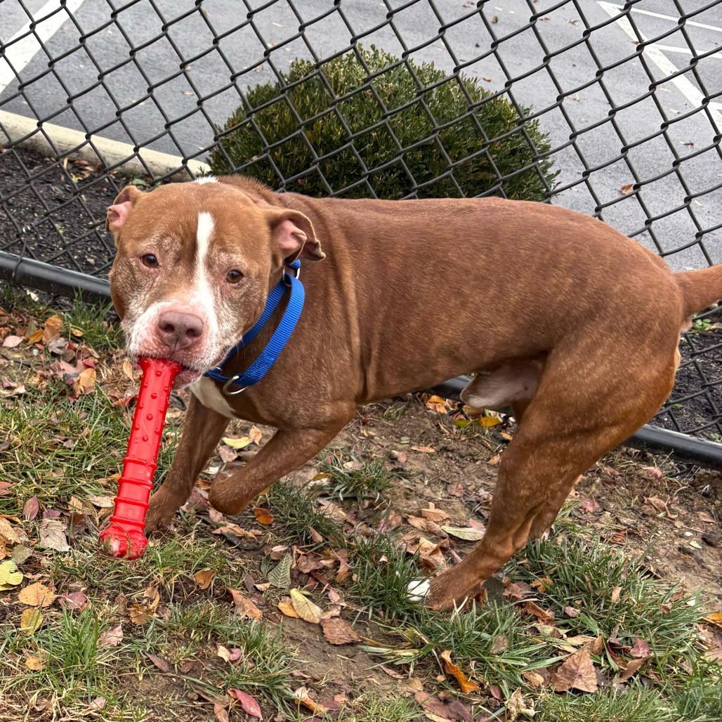 Enlarge Theodore, a Adoptable mixed breed in Dayton, OH image 2/6