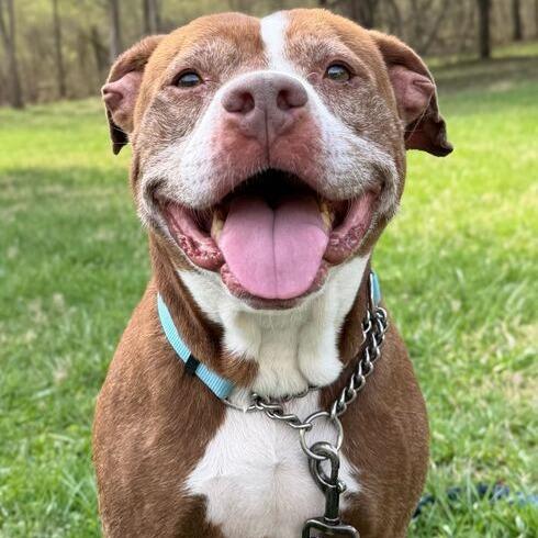 Enlarge Theodore, a Adoptable mixed breed in Dayton, OH image 6/6