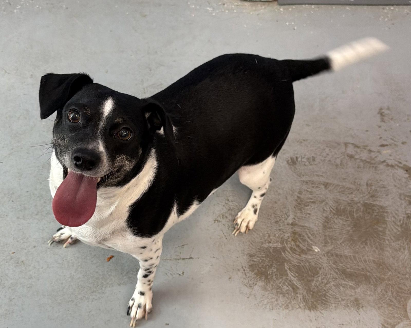 Minnie Pearl, Adopted, Adult Female Beagle.