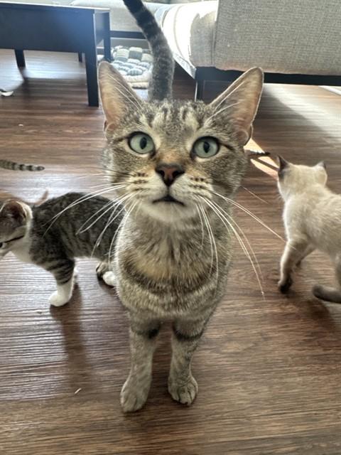Enlarge SABRINA, a Adoptable Domestic Short Hair in Statesville, NC image 1/1