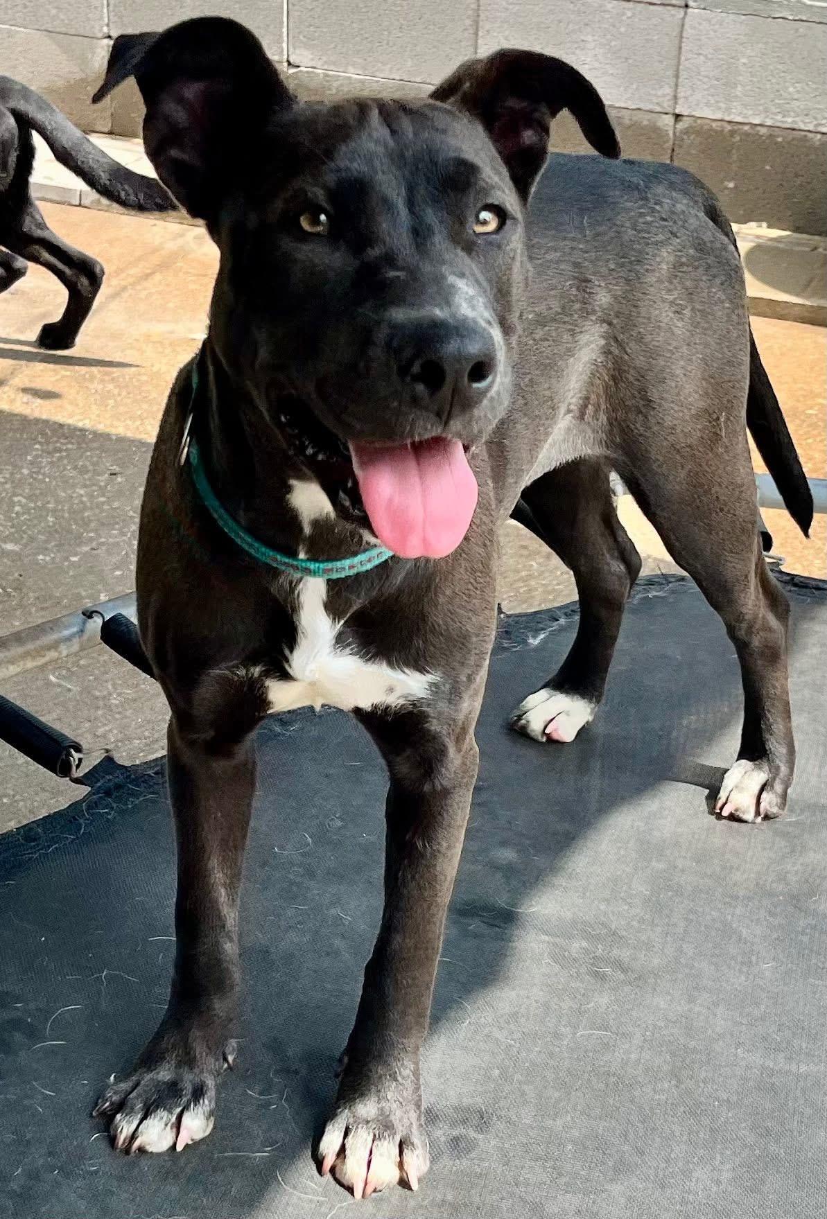 Raisin J, a Adoptable mixed breed in Dallas, TX image 1/3