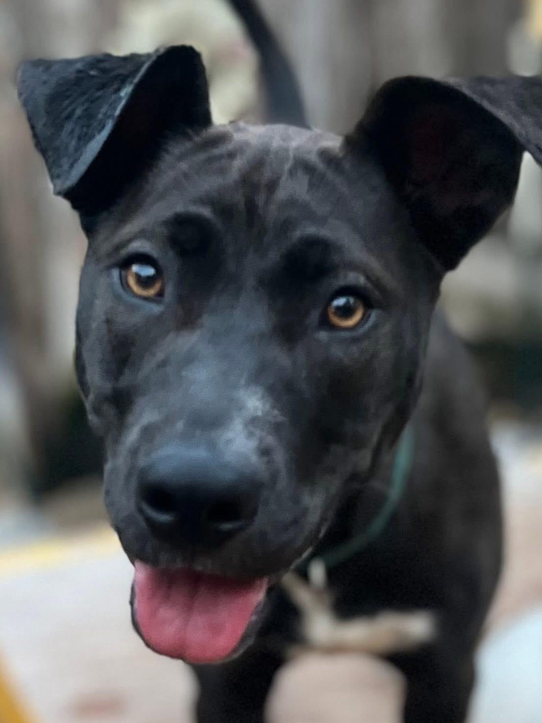 Raisin J, a Adoptable mixed breed in Dallas, TX image 2/3