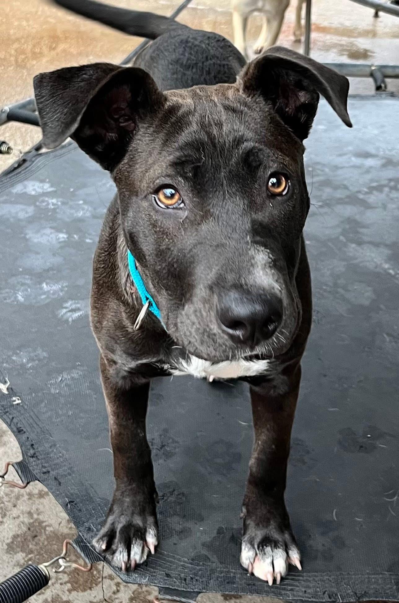 Raisin J, a Adoptable mixed breed in Dallas, TX image 3/3