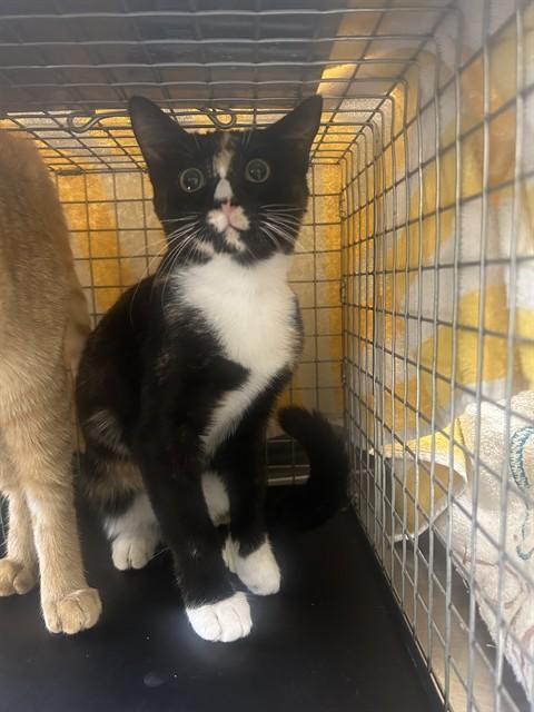 Enlarge TWINKLE, a Adoptable Domestic Short Hair in Fort Myers, FL image 1/1