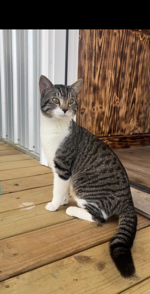 Enlarge Tucker, a Adoptable mixed breed in Russellville, KY image 1/1