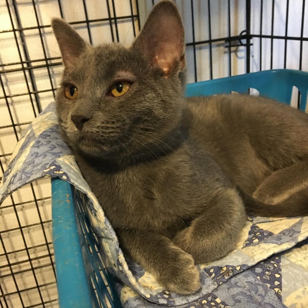 Enlarge Rockie AKA Claire, a Adoptable Domestic Short Hair in Hanna City, IL image 1/1