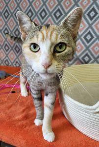Enlarge Confetti, a ADOPTABLE Domestic Short Hair in Bucyrus, OH image 2/3