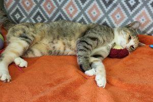 Enlarge Confetti, a ADOPTABLE Domestic Short Hair in Bucyrus, OH image 3/3