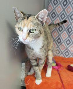 Confetti, ADOPTABLE, Adult Female Domestic Short Hair.
