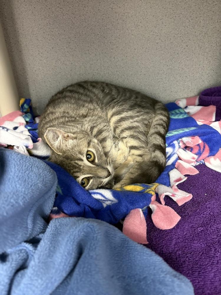 Fontana, Adoptable, Kitten Female Domestic Short Hair.