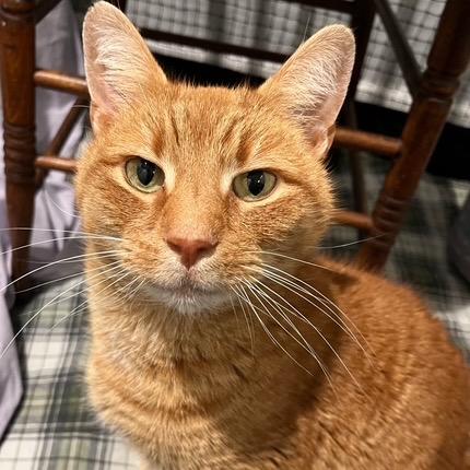 Enlarge Ricky Bobby, a Adoptable Domestic Short Hair in Abingdon, MD image 1/1